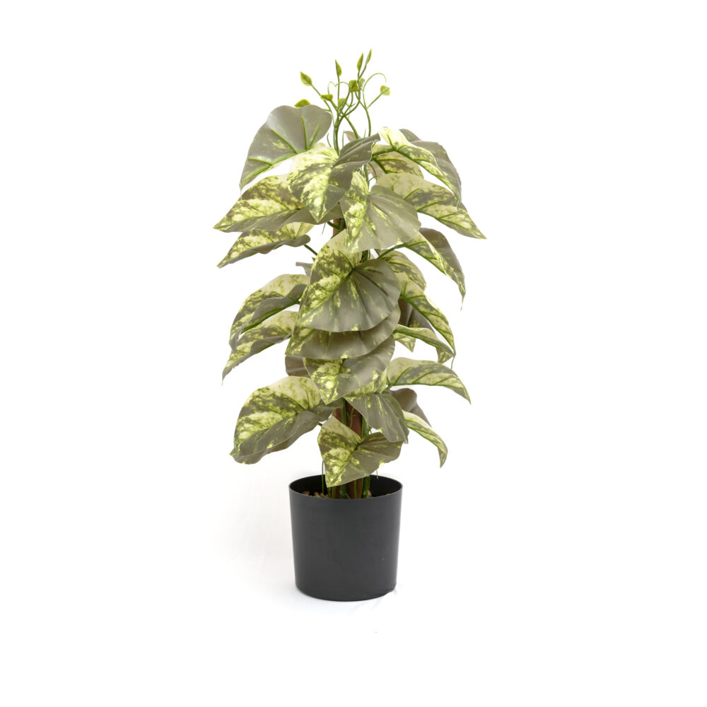 Artificial Plant Habarala With Black Pot