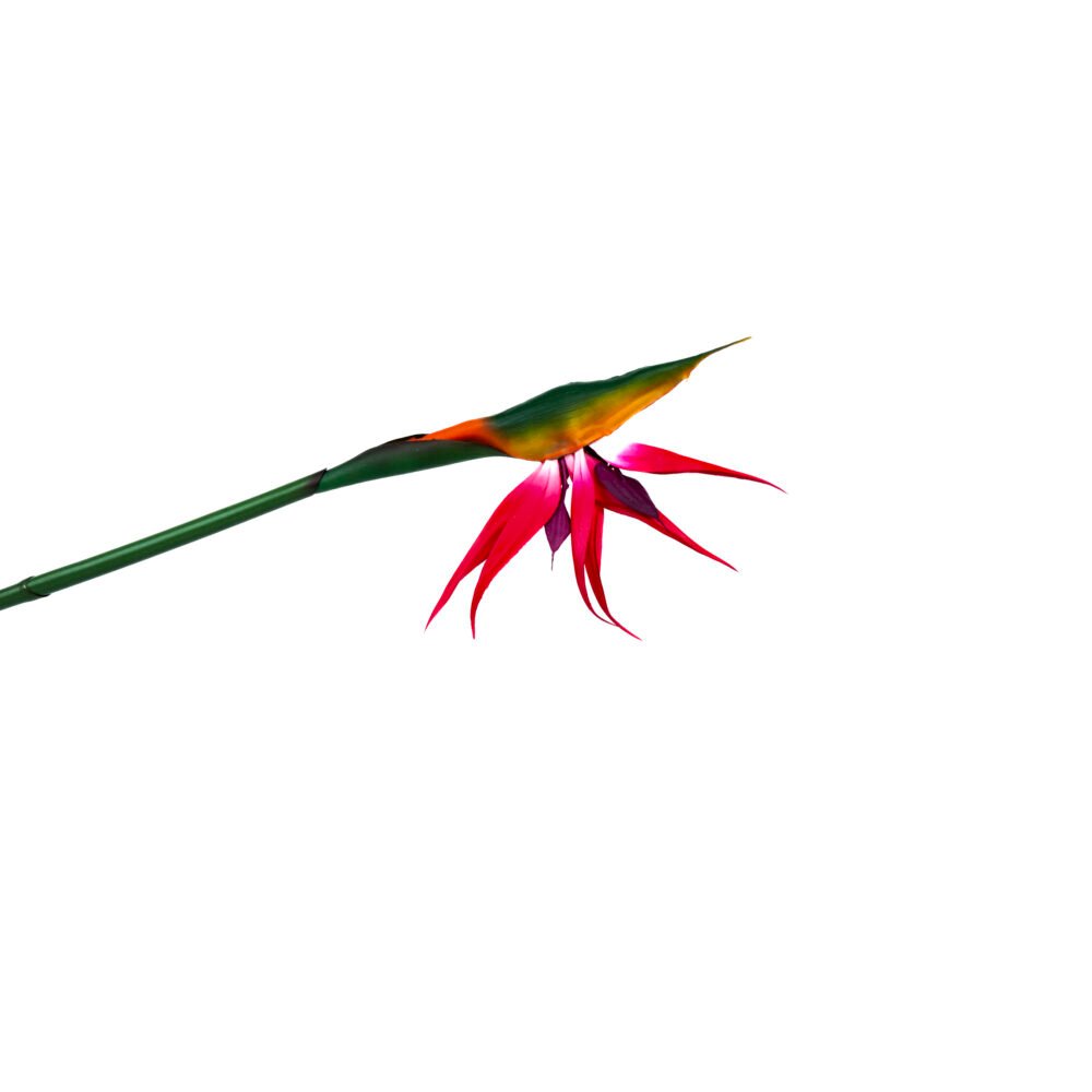 Bird Of Paradise Strelitzia Flower - Magenta Purple Mix