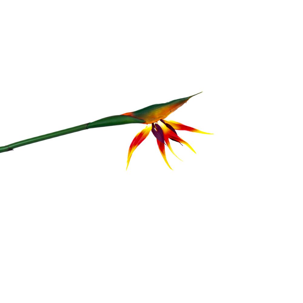 Bird Of Paradise Strelitzia Flower - Reddish Yellow
